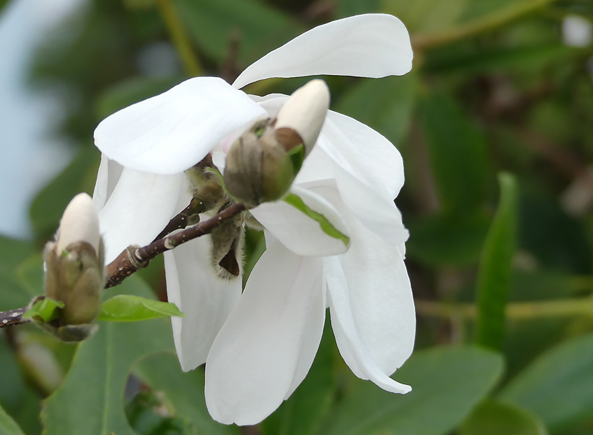 Magnolienblüte