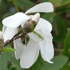 Magnolienblüte