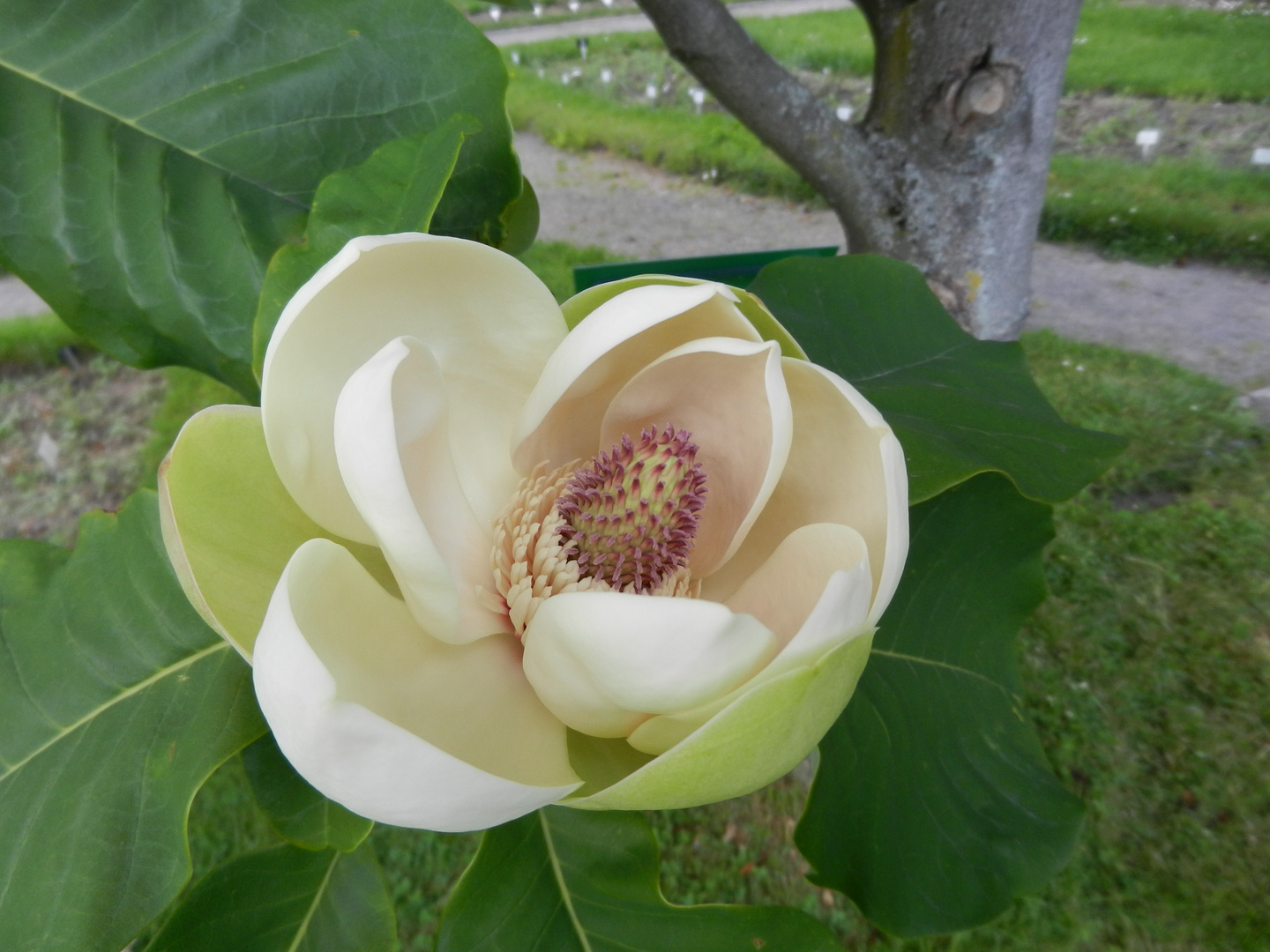 Magnolienblüte