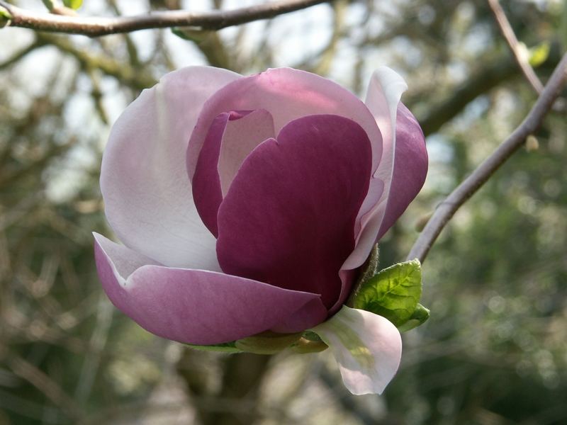 Magnolienblüte