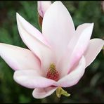 Magnolienblüte