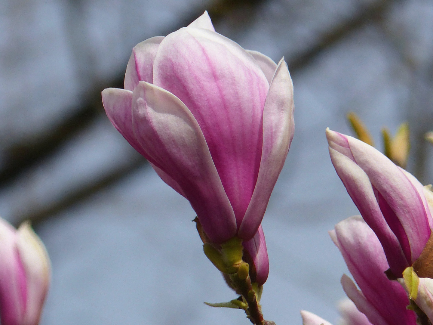 Magnolienblüte