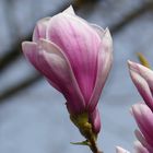 Magnolienblüte