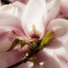 Magnolienblüte