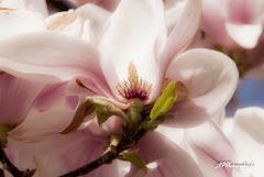 Magnolienblüte