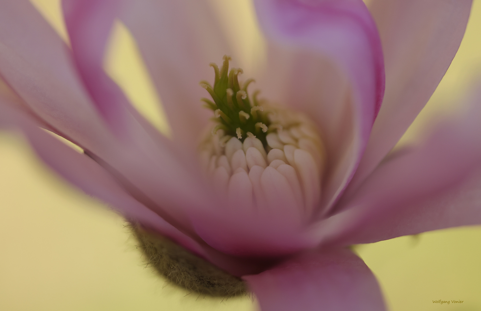 Magnolienblüte