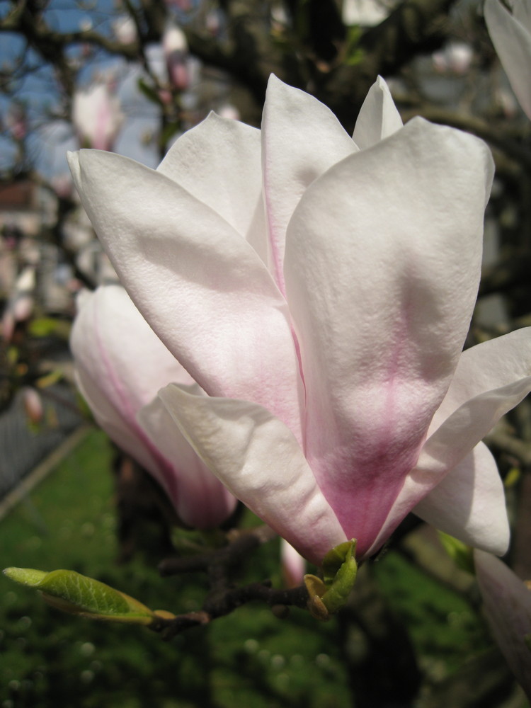 Magnolienblüte