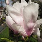 Magnolienblüte