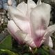 Magnolienblte