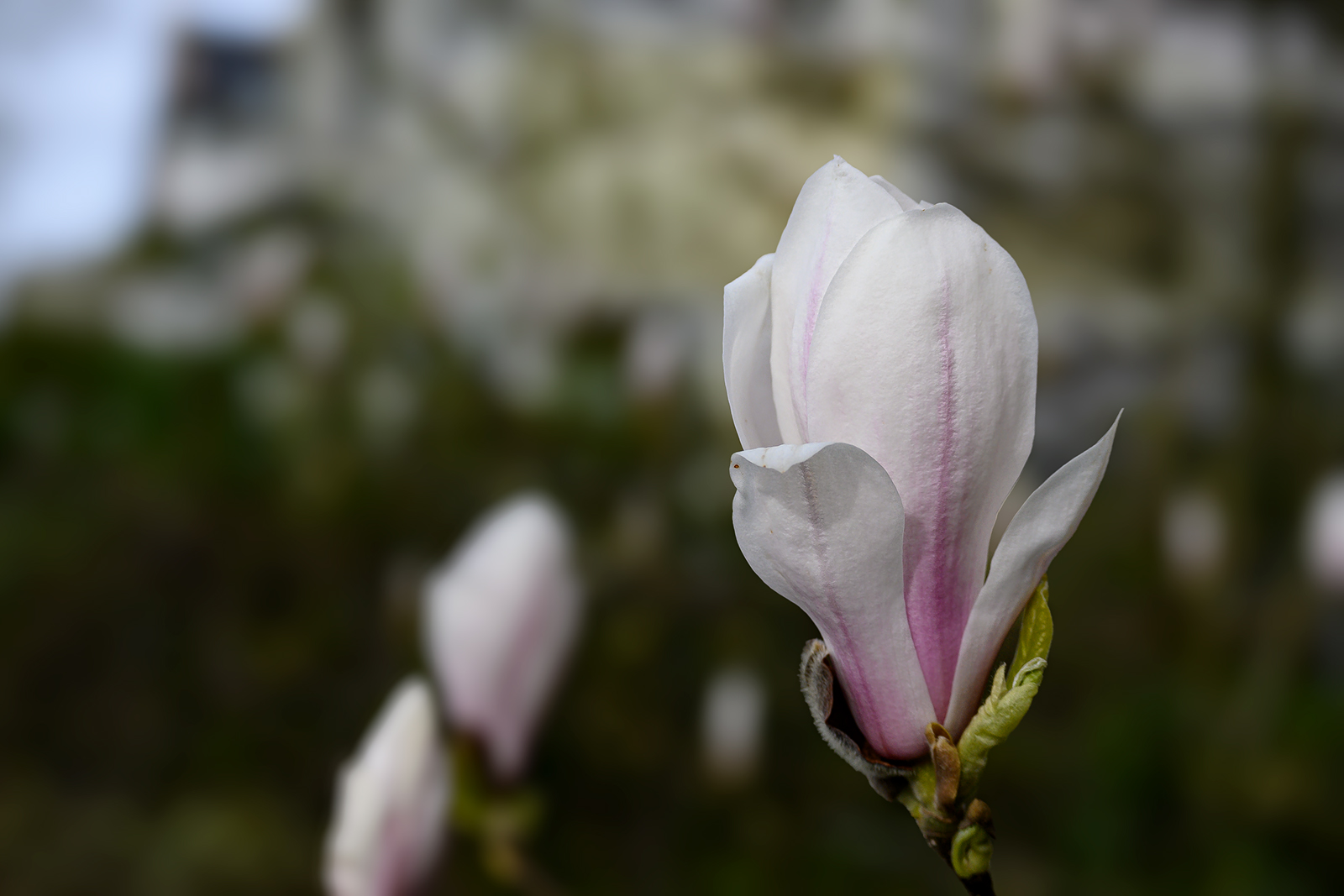 Magnolienblüte