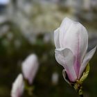 Magnolienblüte