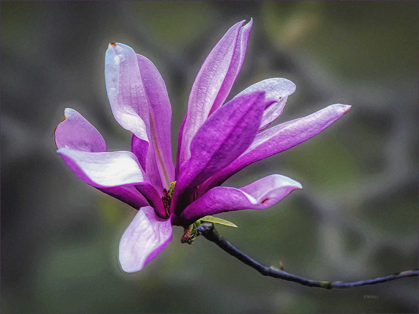 Magnolienblüte