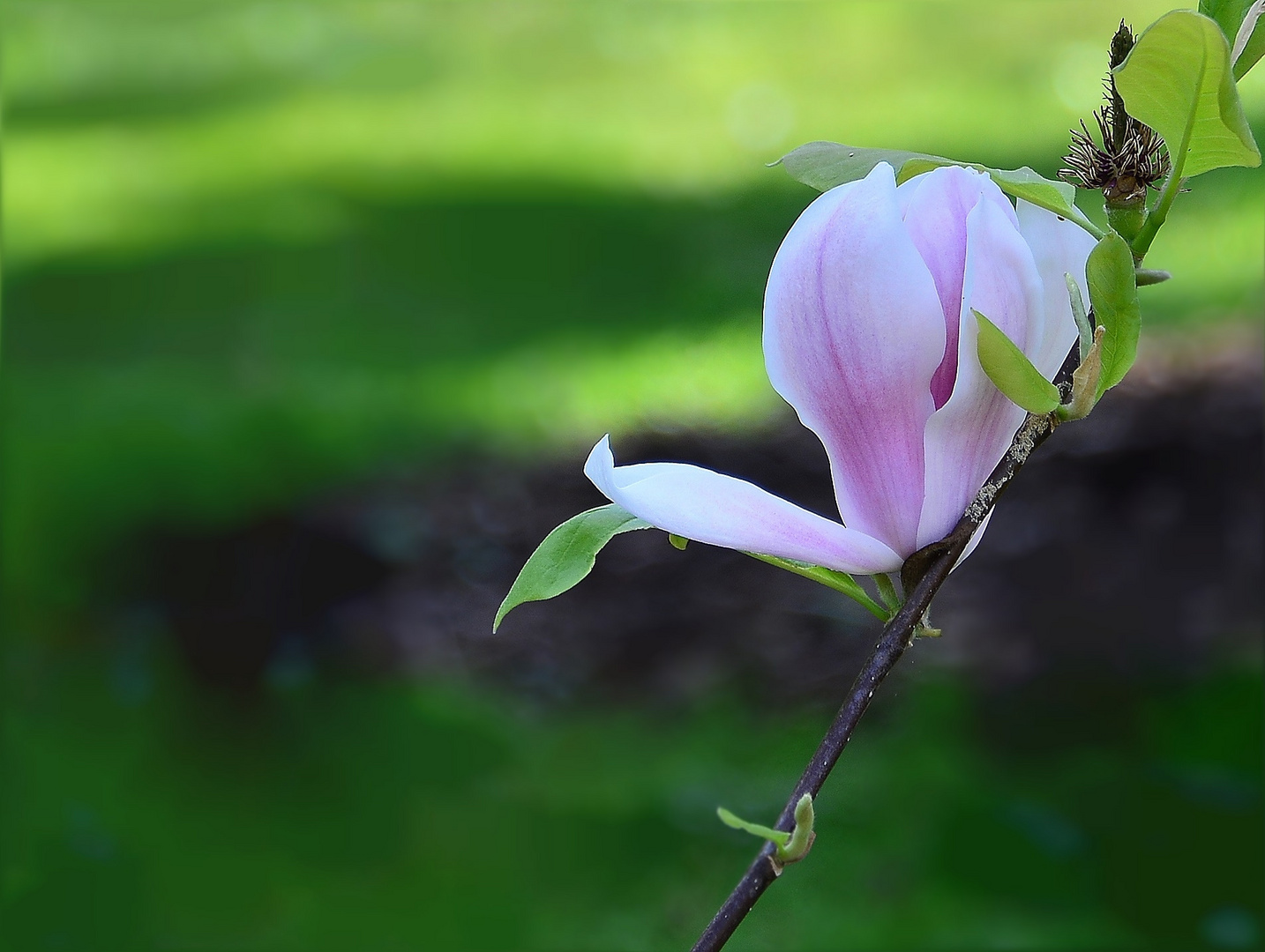 Magnolienblüte