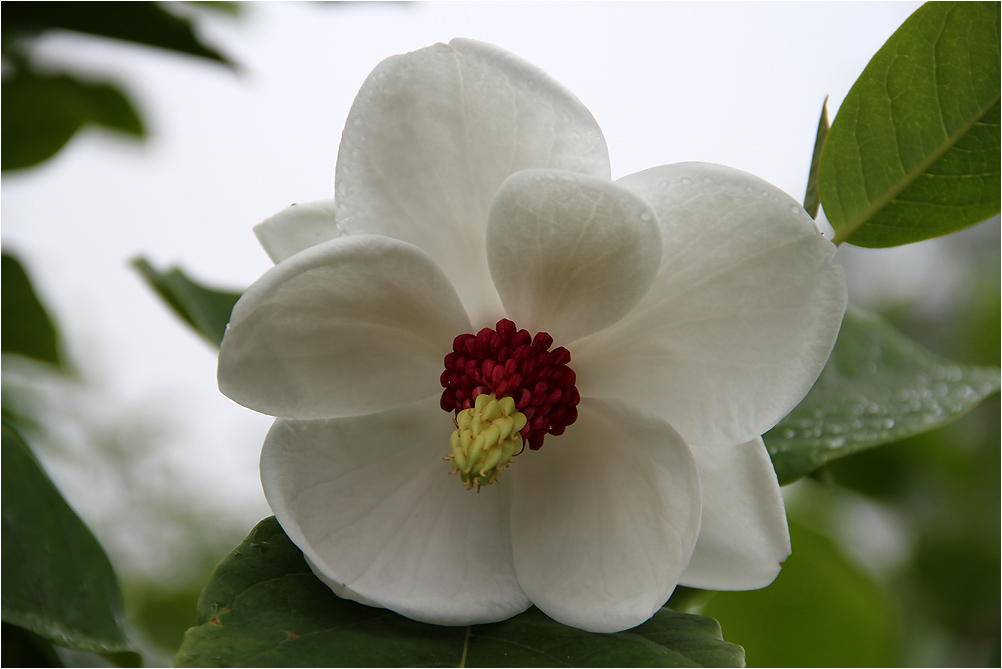 Magnolienblüte