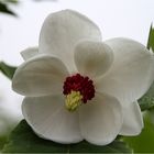 Magnolienblüte