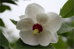 Magnolienblüte