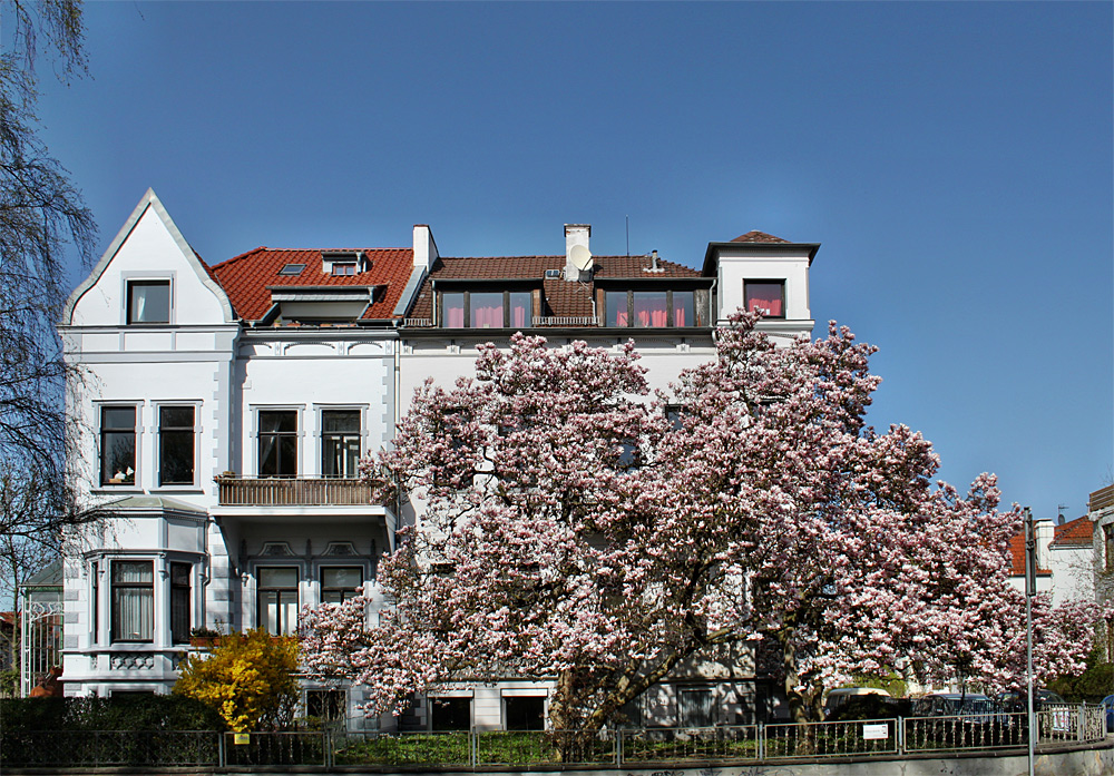 Magnolienblüte