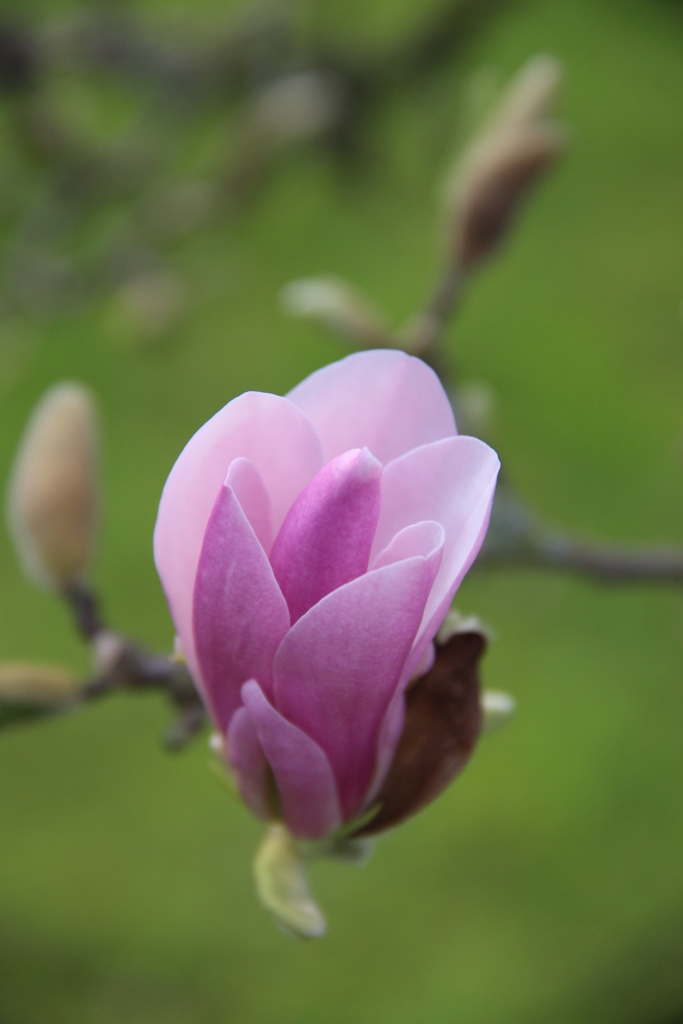 Magnolienblüte