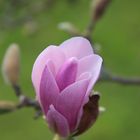 Magnolienblüte