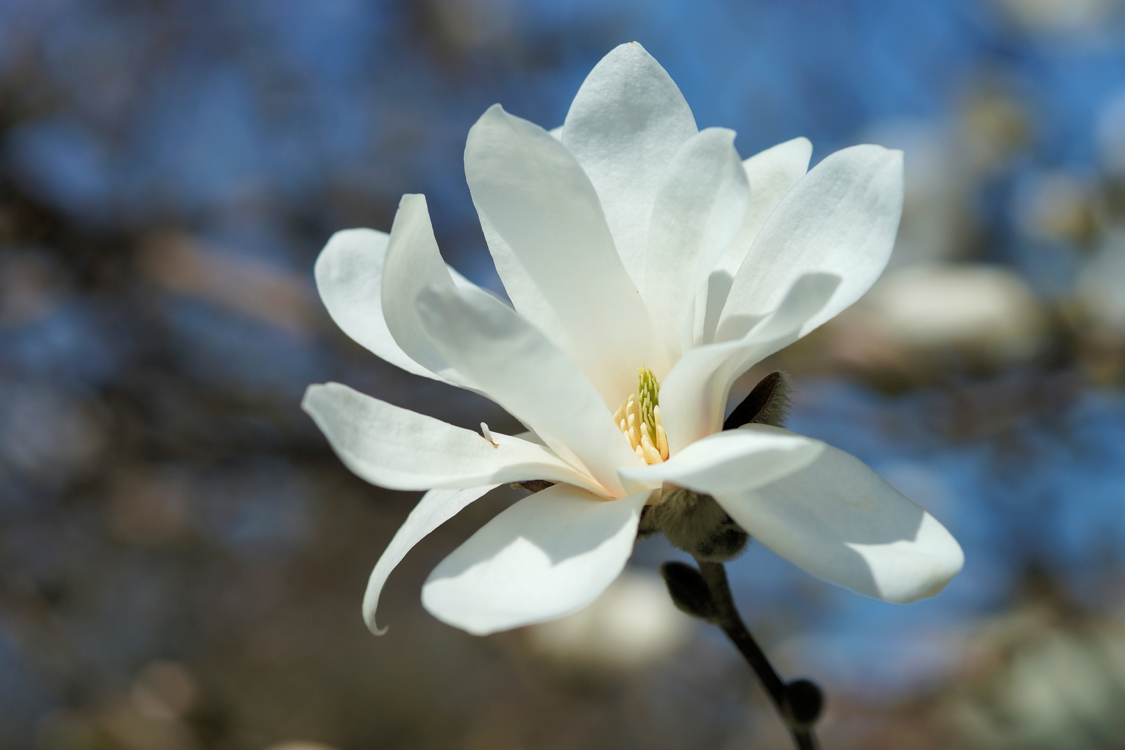 Magnolienblüte