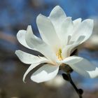 Magnolienblüte