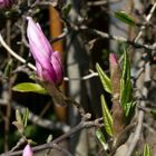 Magnolienblüte