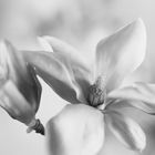 Magnolienblüte