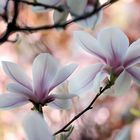 Magnolienblüte