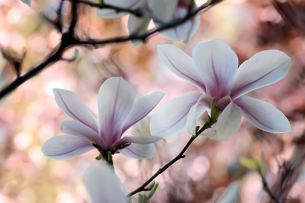 Magnolienblüte