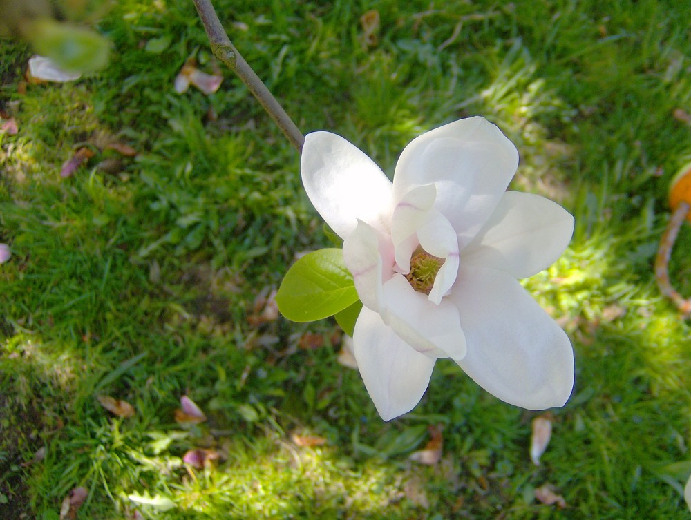 Magnolienblüte