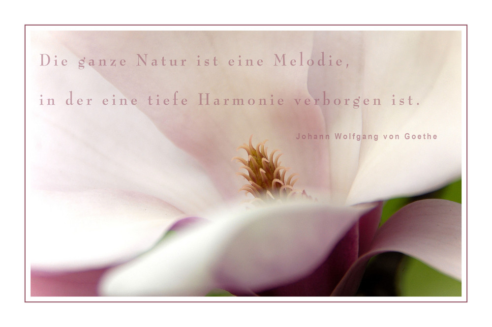 Magnolienblüte *1*