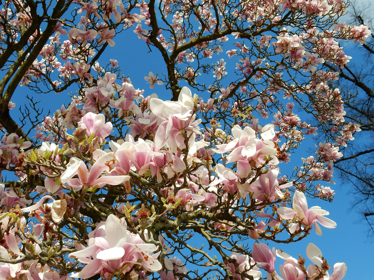 Magnolienblüte 1