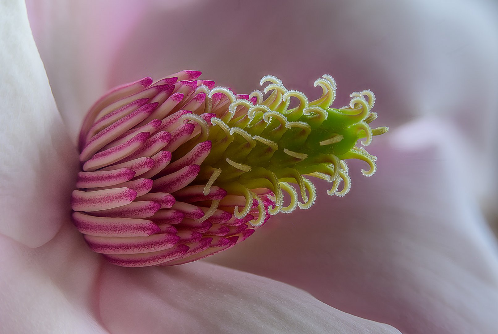 Magnolienblüte 1