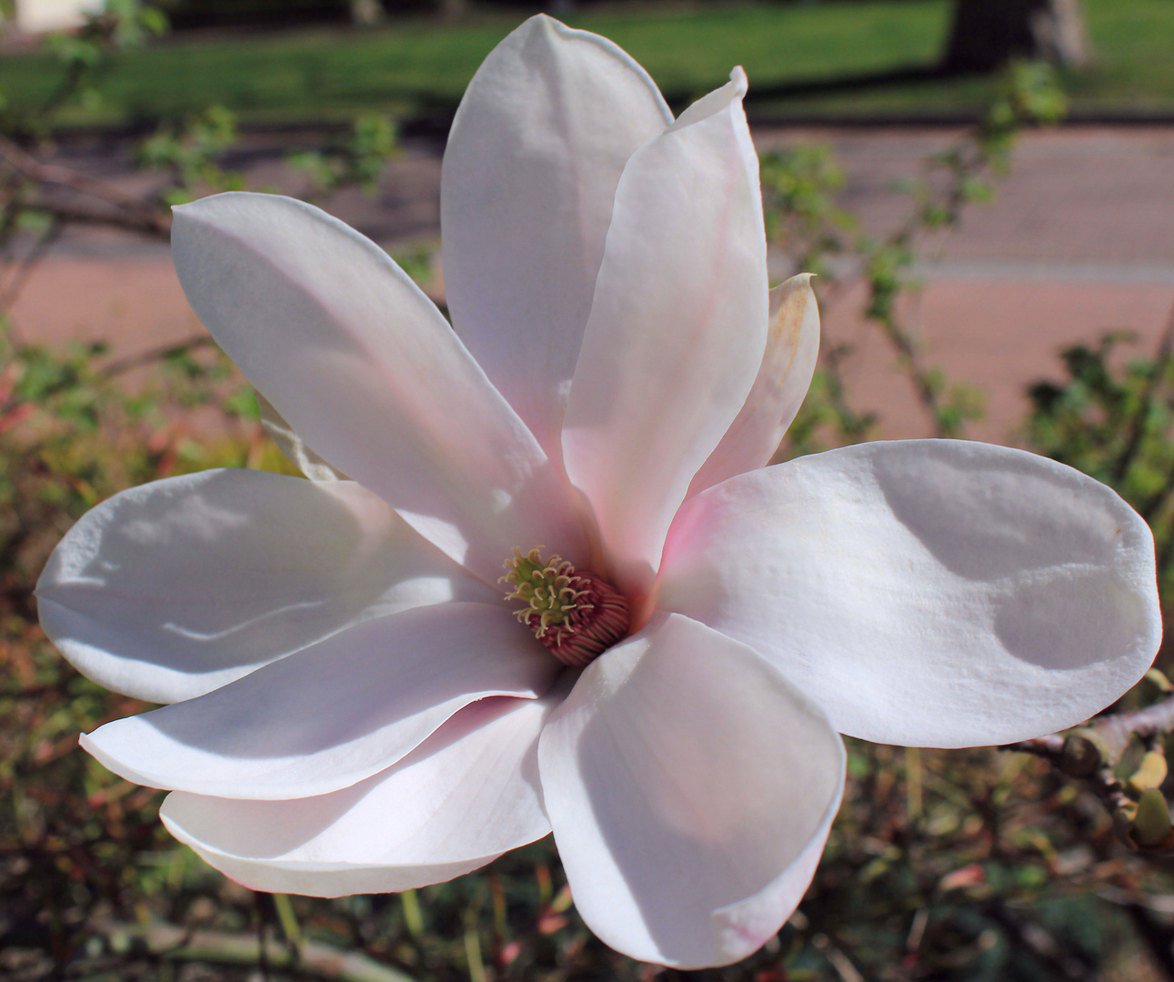 Magnolienblüte