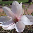 Magnolienblüte