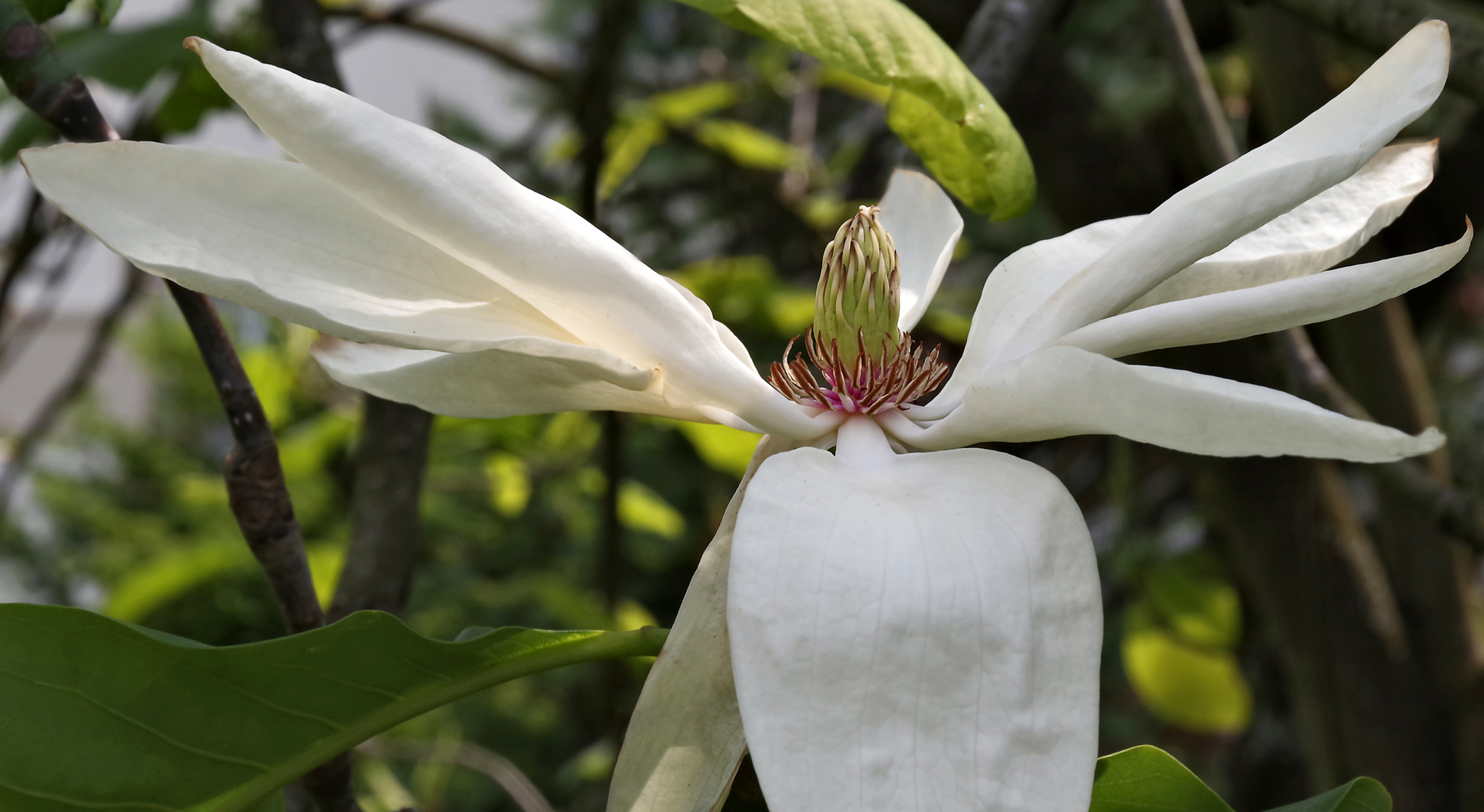 Magnolienblüte