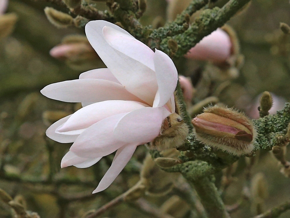 Magnolienblüte