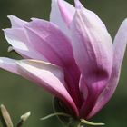 Magnolienblüte