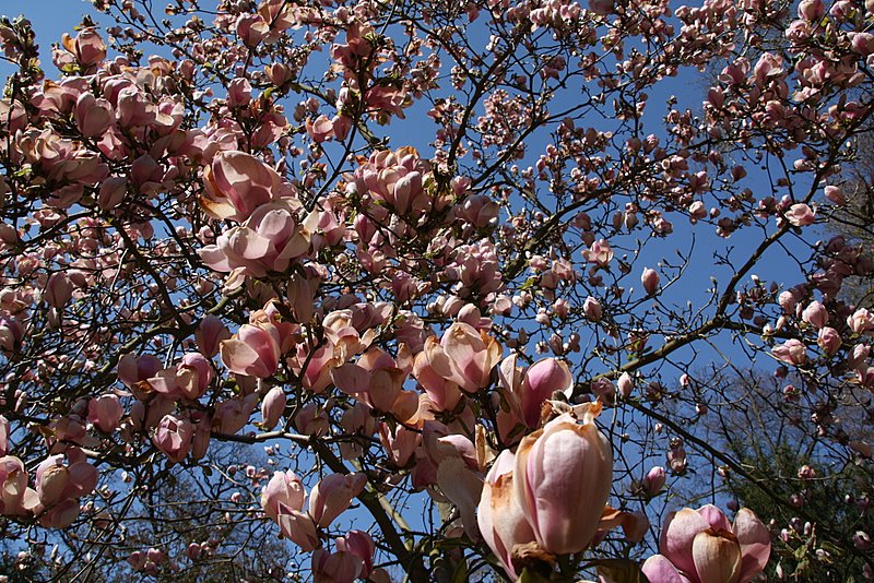 Magnolienblüte