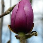 Magnolienblüte