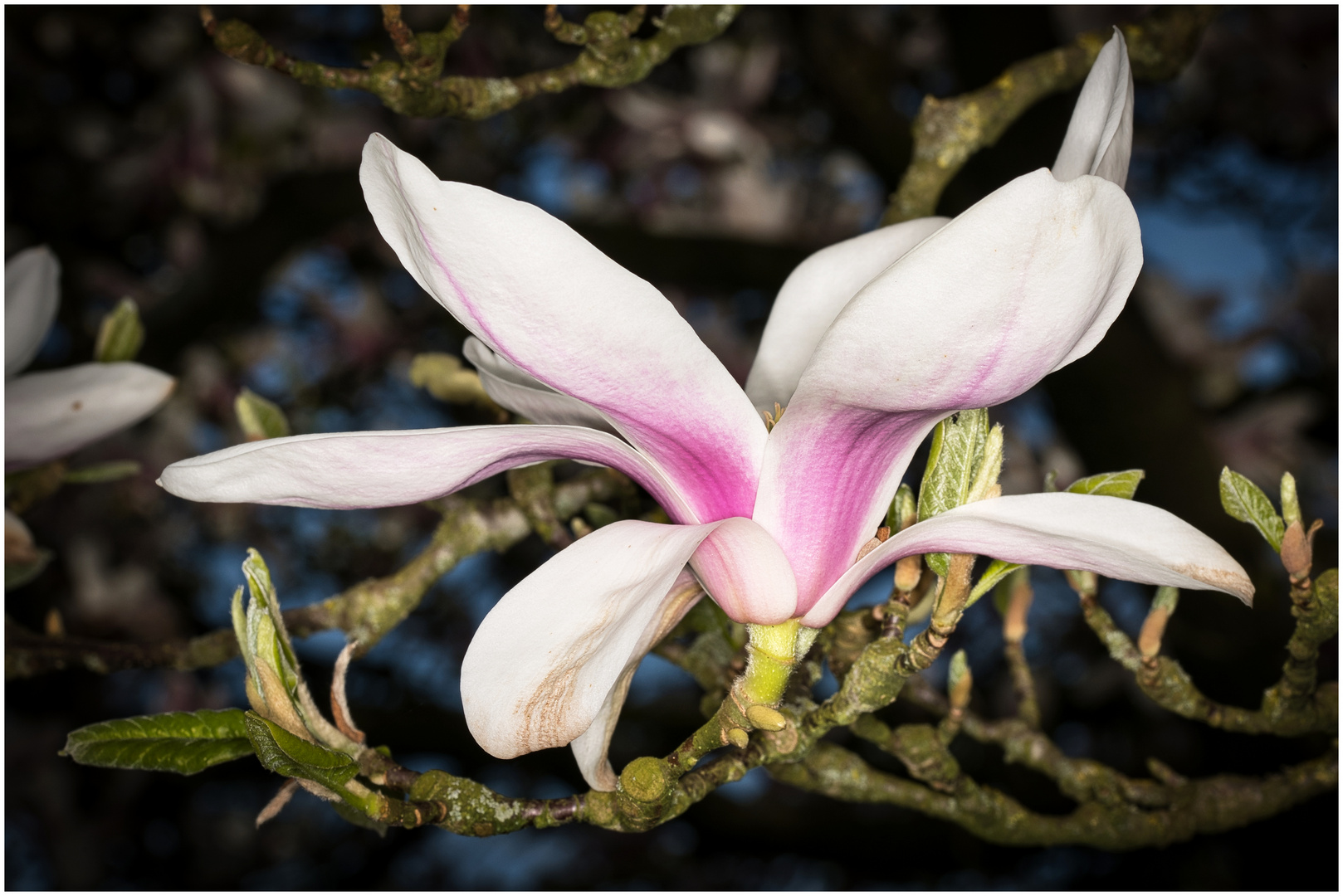 Magnolienblüte.