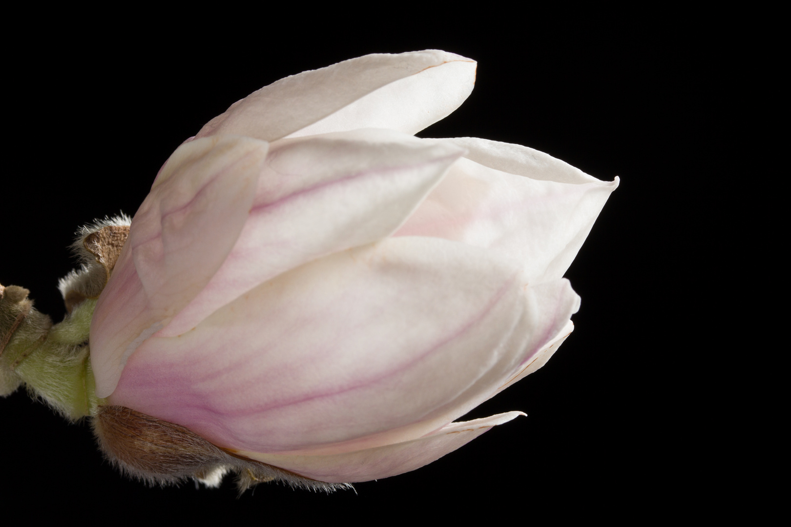 Magnolienblüte