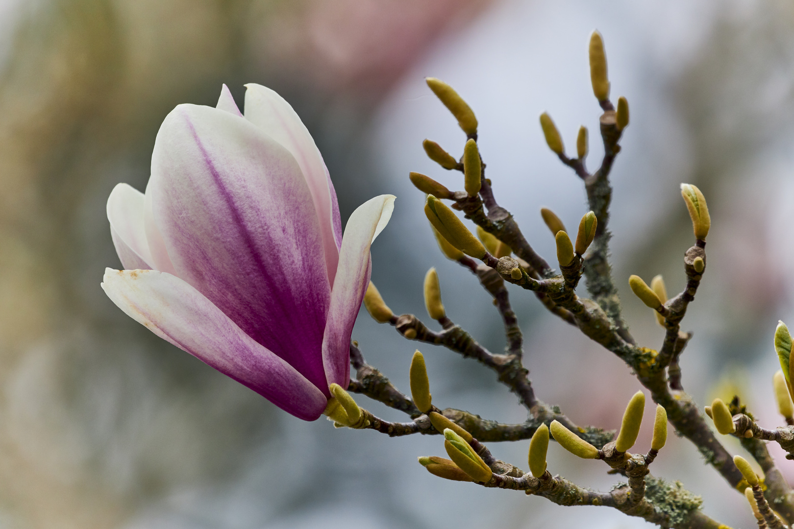 Magnolienblüte