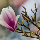 Magnolienblüte