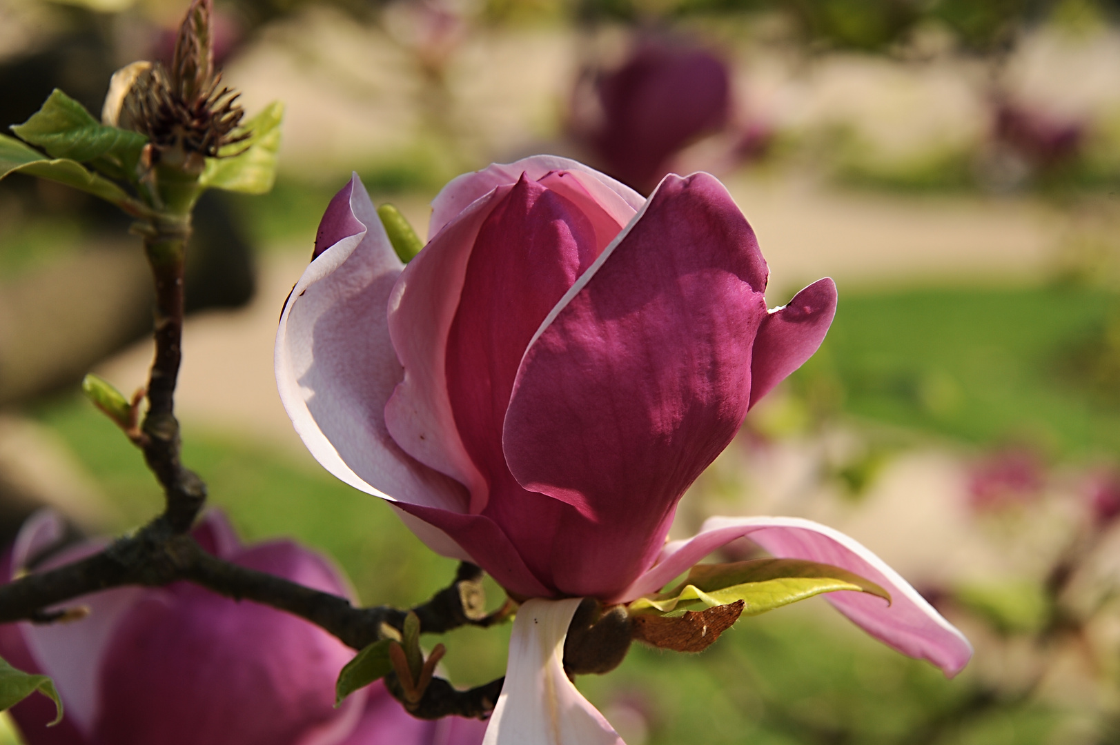 Magnolienblüte