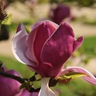 Magnolienblüte