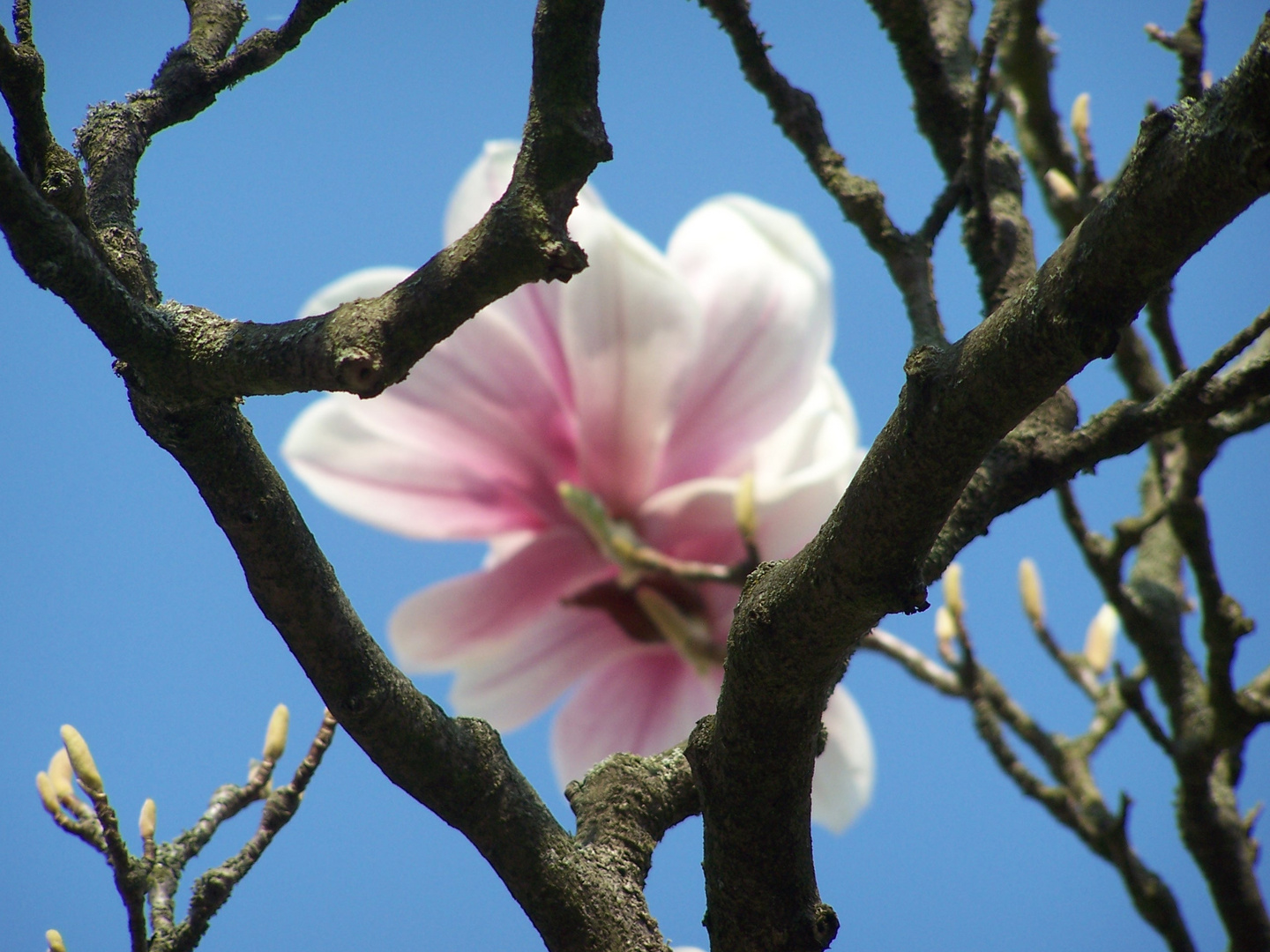 magnolienblüte