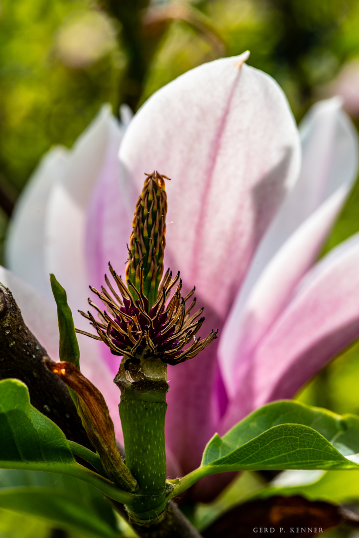 Magnolienblüte #1903