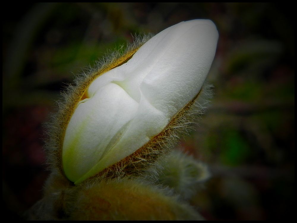 Magnolienblüte