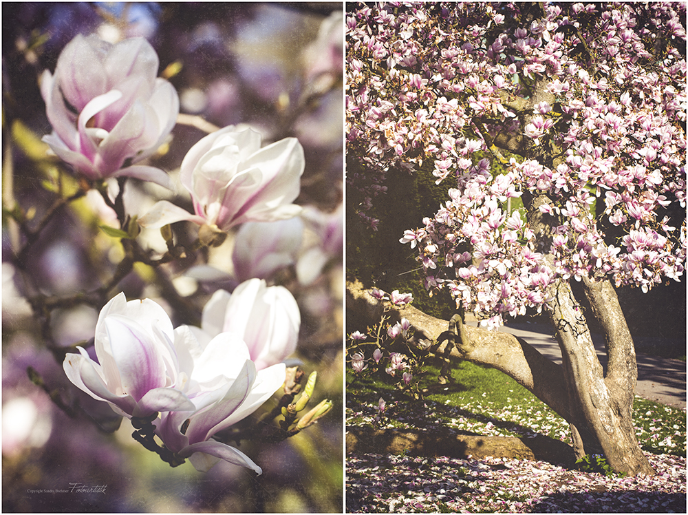 ~ magnolienblüte ~